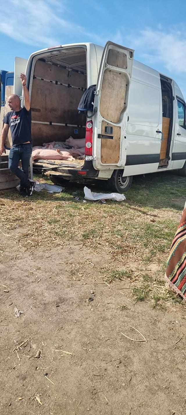 Aşa se vând porcii în Piaţa Verești