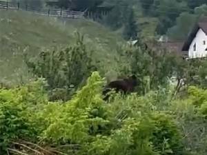 Urs printre case, la Molid