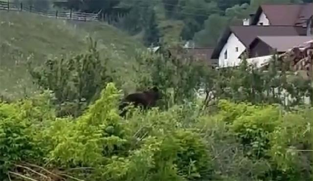 Urs printre case, la Molid