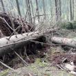 Încă un caz de muncitor lovit fatal de un arbore afectat de furtună, în zona de munte a ...