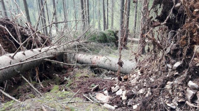 Încă un caz de muncitor lovit fatal de un arbore afectat de furtună, în zona de munte a județului