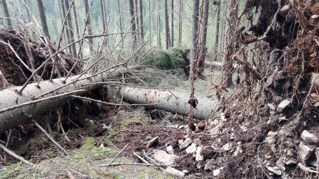 Bărbatul a murit în timp ce secționa un arbore care era afectat de fenomene meteo
