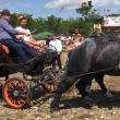 Comuna Marginea a găzduit cel mai mare târg de cai din regiunea Moldovei, la care au participat zeci de crescători din toată țara