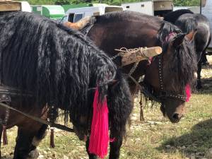 În comuna MArginea a avut loc cel mai mare târg de cai din regiunea Moldovei