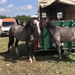 În comuna MArginea a avut loc cel mai mare târg de cai din regiunea Moldovei