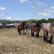 În comuna MArginea a avut loc cel mai mare târg de cai din regiunea Moldovei
