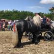 Cei mai frumoși cai de la târgul din Marginea au fost admirați în parada organizată în secțiunea de frumusețe