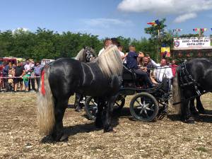 Cei mai frumoși cai de la târgul din Marginea au fost admirați în parada organizată în secțiunea de frumusețe