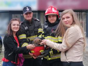 Cățeluș salvat de pompieri