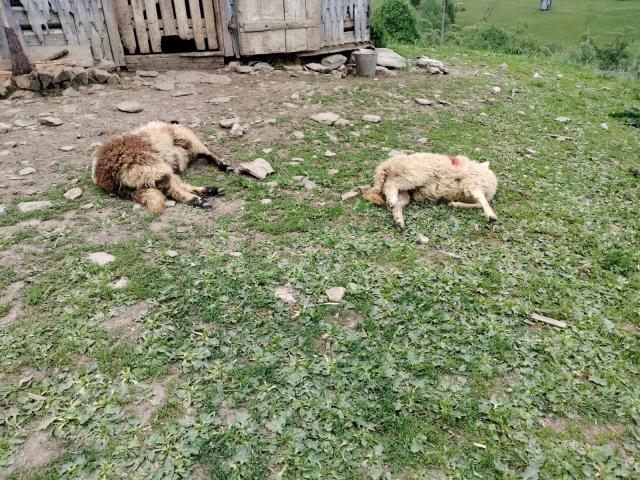 Animale sfâșiate de urși