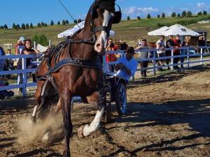 Spectacol cu cai de la prima ediție a evenimentului Catalan