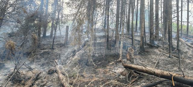 Un incendiu de la trăsnet a pus în pericol pădurea, în zona de munte