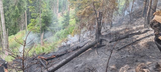 Un incendiu de la trăsnet a pus în pericol pădurea, în zona de munte