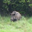 Focar de pestă porcină africană la mistreții dintr-un fond de vânătoare de la Codrii ...