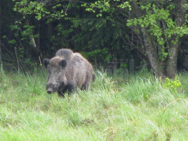 Focar de pestă porcină africană la mistreții dintr-un fond de vânătoare de la Codrii Voievodesei