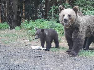 Urşi coborâți din pădure în municipiul Câmpulung Moldovenesc