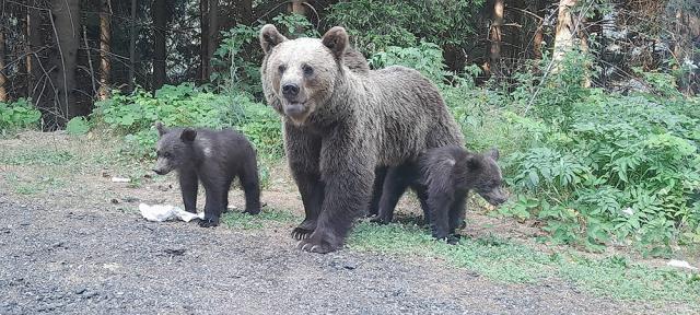 Urşi coborâți din pădure în municipiul Câmpulung Moldovenesc