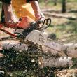 Surprinși de pădurar în timp ce furau lemn din pădure în plină noapte
