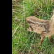Un pui de căprioara abandonat de mamă nu a mai putut fi salvat