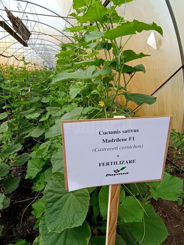 Culturi fertilizate cu produsele mărcii ecologice Daymsa