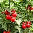 Culturi de tomate în ferma lui Vasile Mătrășoaia de la Bursuceni