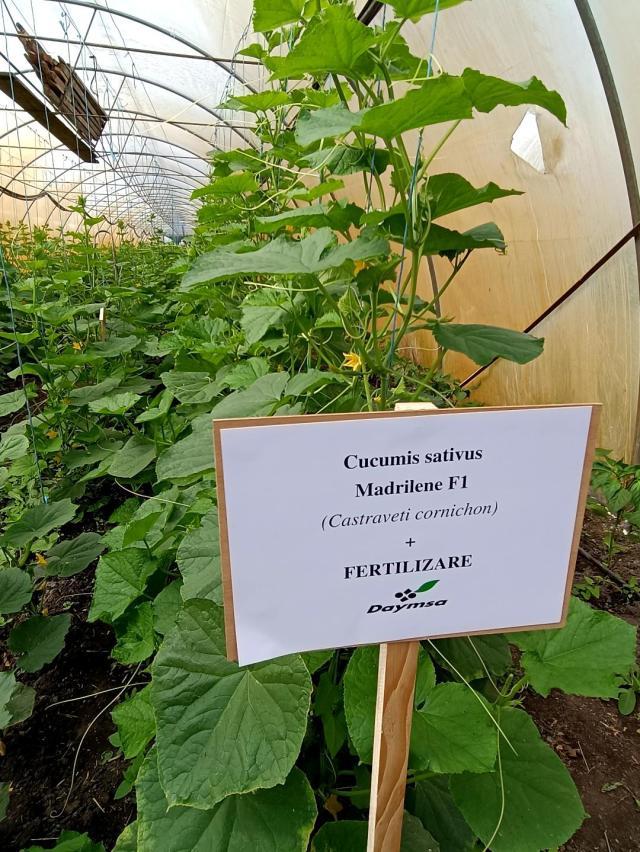 Culturi fertilizate cu produsele mărcii ecologice Daymsa