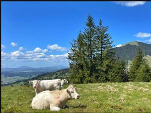 Competițiea de alergare montană “Hit The Egg – Ouşoru Challenge”, va avea loc duminică, 18 august 2024 - 3