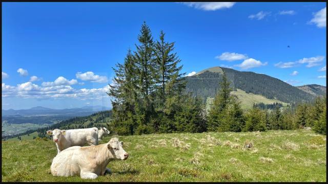 Competițiea de alergare montană “Hit The Egg – Ouşoru Challenge”, va avea loc duminică, 18 august 2024 - 3