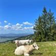 Competiție de alergare montană la Vatra Dornei, duminică, 18 august