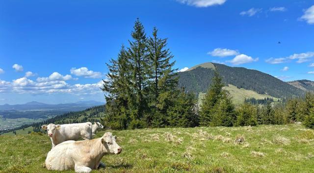 Competiție de alergare montană la Vatra Dornei, duminică, 18 august