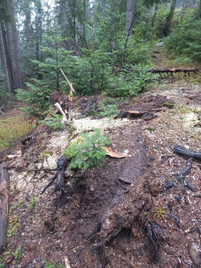 Tăieri ilegale de arbori într-o pădure de peste 80 ha, deținută în coproprietate de doi frați 1