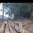 Tăieri ilegale de arbori într-o pădure de peste 80 ha, deținută în coproprietate de doi frați 2