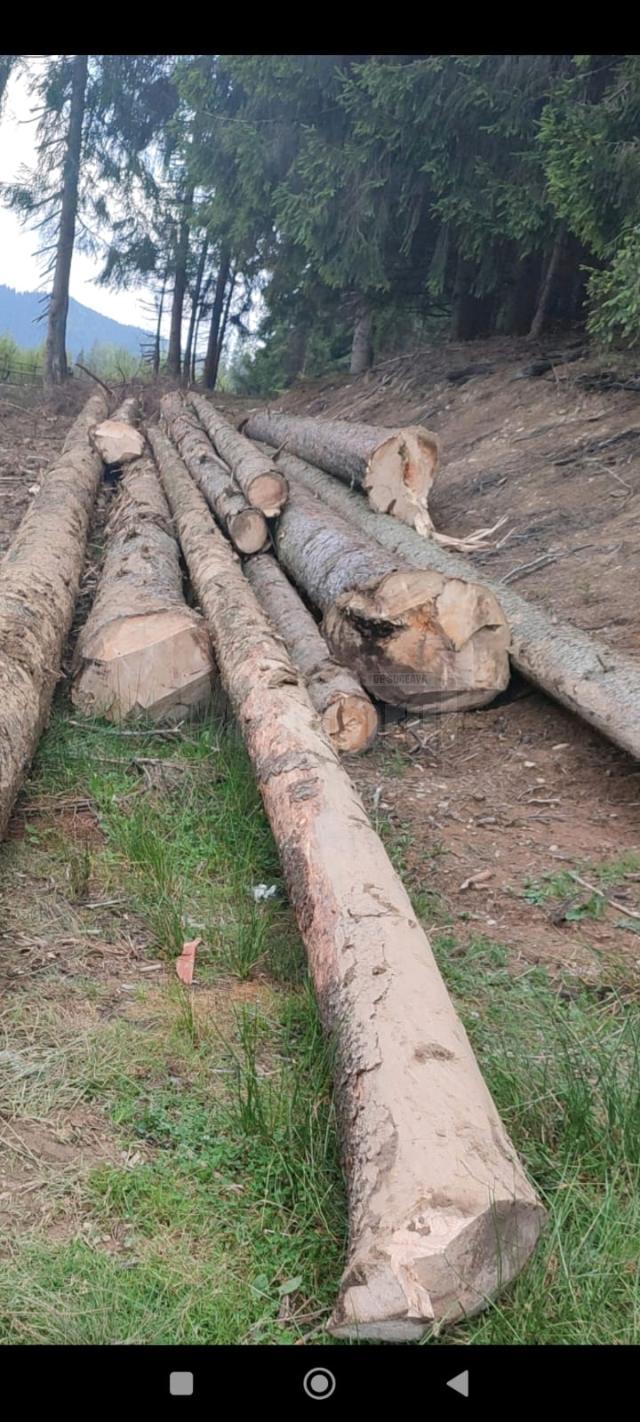 Tăieri ilegale de arbori într-o pădure de peste 80 ha, deținută în coproprietate de doi frați 2