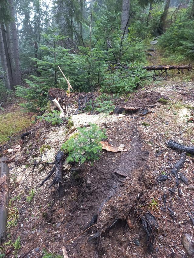 Tăieri ilegale de arbori într-o pădure de peste 80 ha, deținută în coproprietate de doi frați