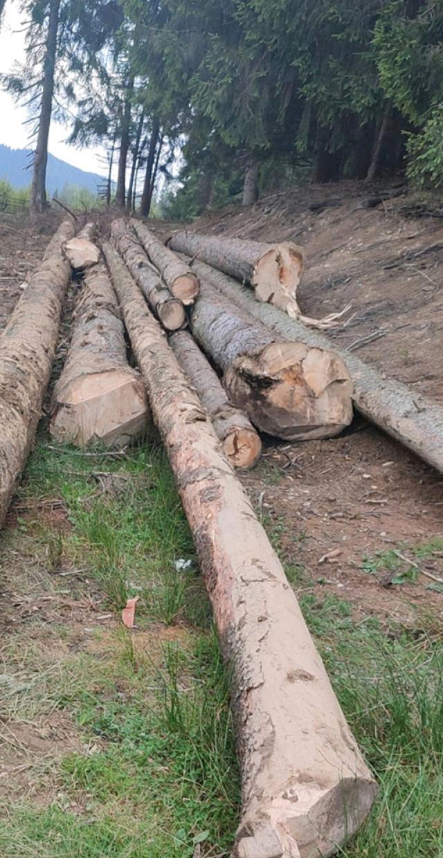 Tăieri ilegale de arbori într-o pădure de peste 80 ha, deținută în coproprietate de doi frați