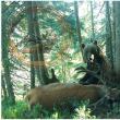 Imagine rară cu un urs și captura sa, un cerb adult, de aproape 300 kg - foto Wild Bucovina