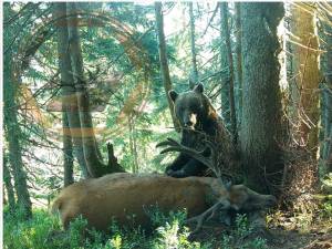 Imagine rară cu un urs și captura sa, un cerb adult, de aproape 300 kg - foto Wild Bucovina