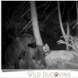 Noaptea, puii de urși aduși să se hrănească din cerb - foto Wild Bucovina