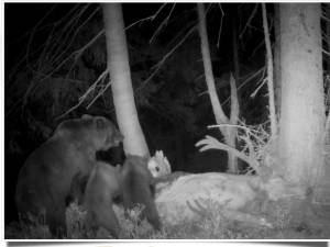 Noaptea, puii de urși aduși să se hrănească din cerb - foto Wild Bucovina