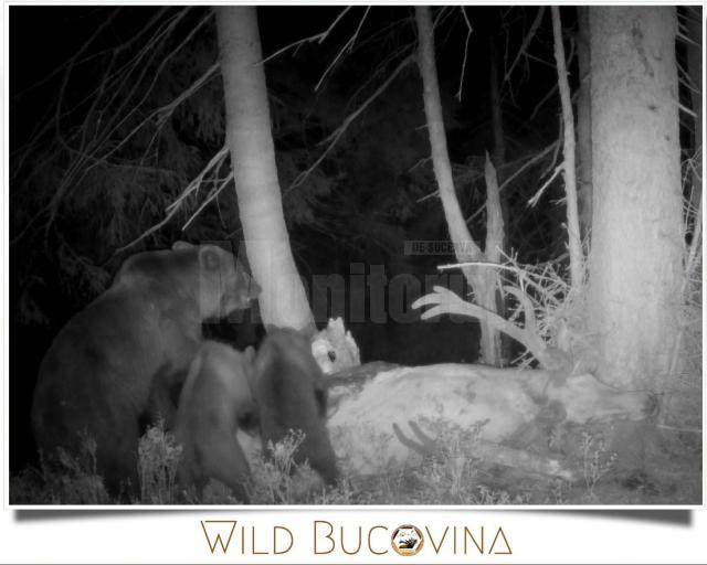 Noaptea, puii de urși aduși să se hrănească din cerb - foto Wild Bucovina