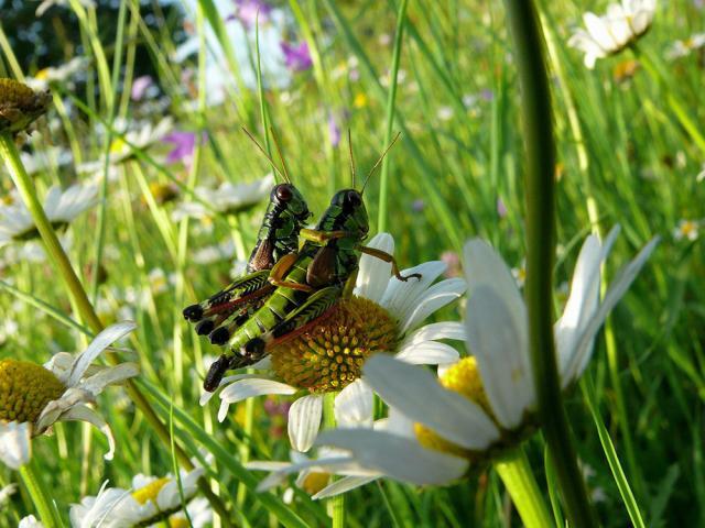 ECO-LITERATURA, IUBIREA ȘI PATRIOTISMUL PLANETAR