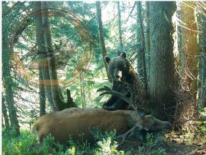 Imagine rară cu un urs și captura sa, un cerb adult, de aproape 300 kg - foto Wild Bucovina