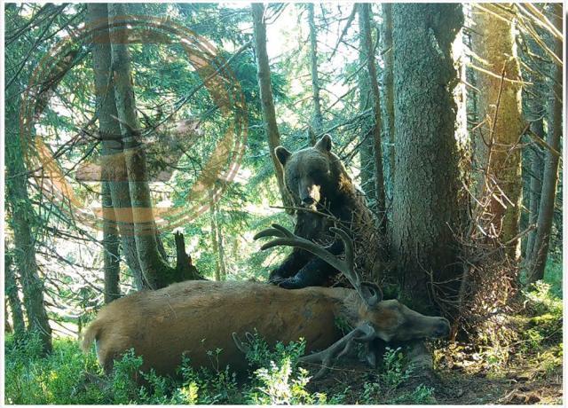 Imagine rară cu un urs și captura sa, un cerb adult, de aproape 300 kg - foto Wild Bucovina