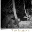 Noaptea, puii de urși aduși să se hrănească - foto Wild Bucovina