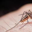 Trei cazuri de meningită West Nile, transmisă de țânțari, cu un deces, în județul Suceava