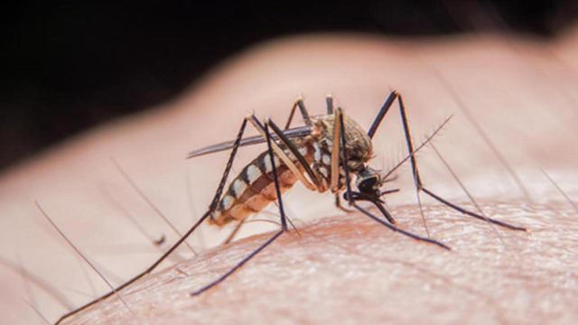 Trei cazuri de meningită West Nile, transmisă de țânțari, cu un deces, în județul Suceava