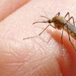 Al patrulea caz de West Nile din județ, diagnosticat la un bărbat din Ilișești
