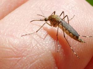 Al patrulea caz de West Nile din județ, diagnosticat la un bărbat din Ilișești