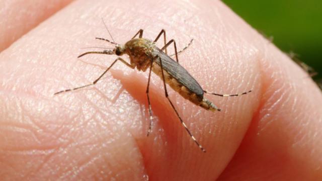 Al patrulea caz de West Nile din județ, diagnosticat la un bărbat din Ilișești