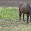 Un cal furat din curtea unei persoane, găsit după aproape două săptămâni de căutări